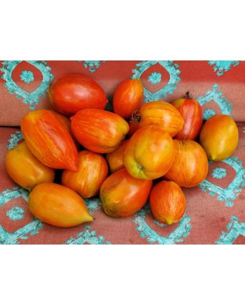 Tomato 'Speckled Roman' 