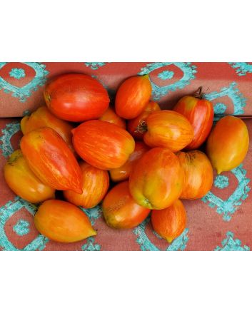 Tomato 'Speckled Roman' 