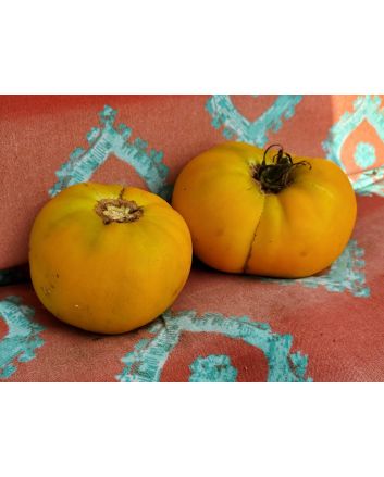 Tomato 'Yellow Jubilee'