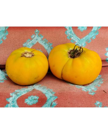 Tomato 'Yellow Jubilee'
