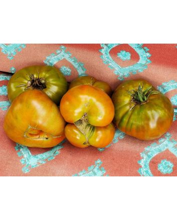 Tomato 'Paul Robeson'