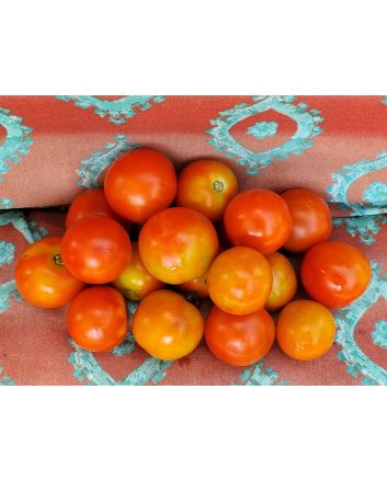 Tomato 'Amy's Sugar Gem' 