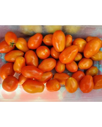 Tomato 'Chico III' Seeds (Naturally Grown) 
