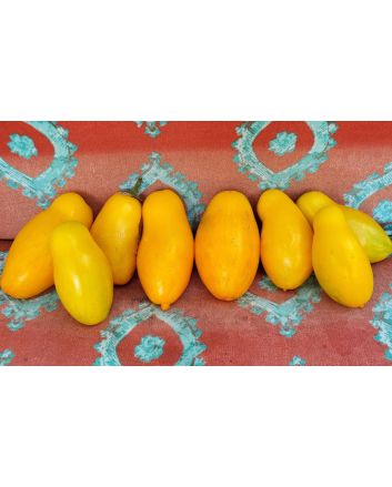 Tomato 'Banana Legs'