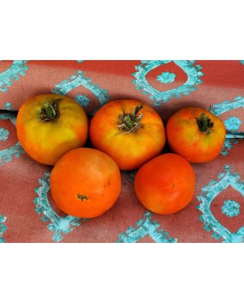 Tomato 'Legend'