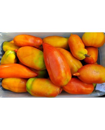 Tomato 'Jersey Giant'