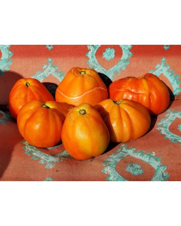 Tomato 'Italian Red Pear' 
