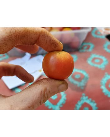 Tomato 'Ambrosia Pink' 