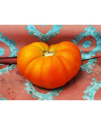 Tomato 'Chapman' 