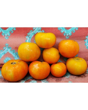 Tomato 'Kewalo'