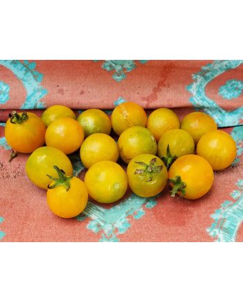 Tomato 'Yellow Plot Mystery Cherry'