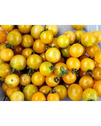 Tomato 'Yellow Plot Mystery Cherry'