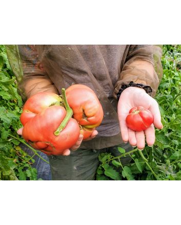 Tomato 'Bear Claw' Seeds (Certified Organic)