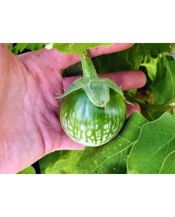 Eggplant ‘Lao Green Stripe’ Seeds (Naturally Grown)