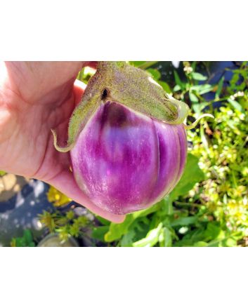 Eggplant ‘Rosa Bianca’ Seeds (Naturally Grown)