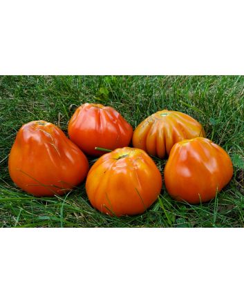 Tomato 'Italian Red Pear' 