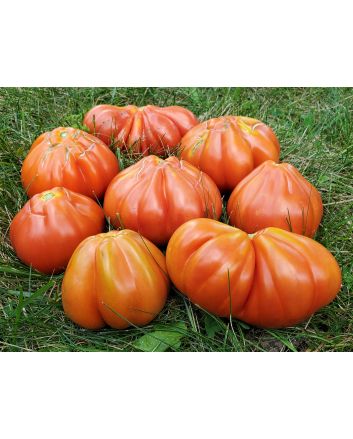 Tomato 'Belmonte'