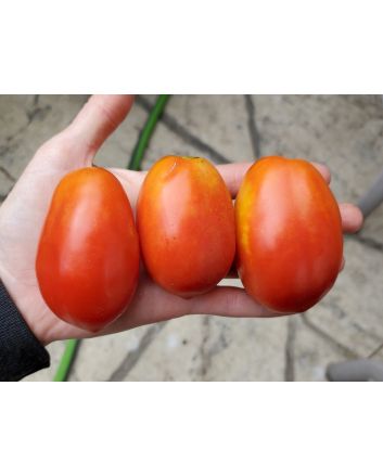 Tomato 'Roma'