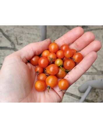 Tomato 'Hundreds and Thousands'