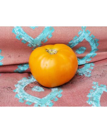 Tomato 'Djena Lee Golden Girl'