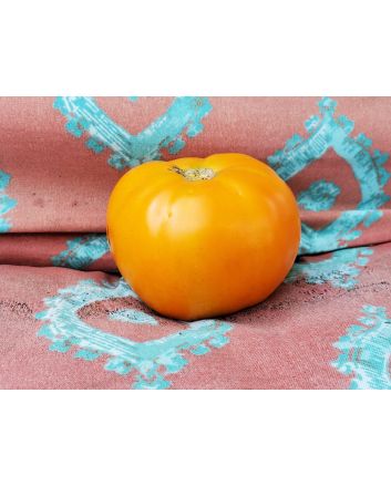 Tomato 'Djena Lee Golden Girl'
