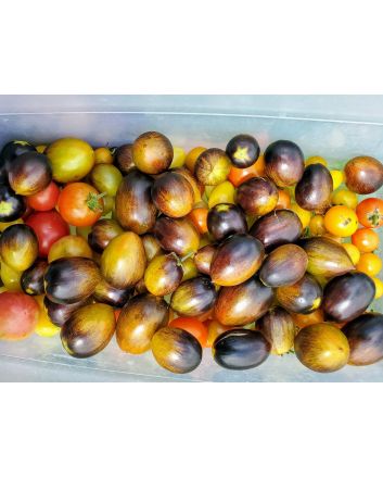 Tomato 'Brad's Atomic Grape'