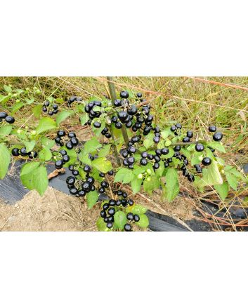 Garden Huckleberry Seeds (Naturally Grown)