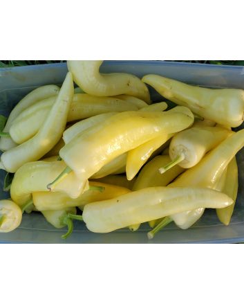 Sweet Pepper ‘Sweet Sunset F2’ 