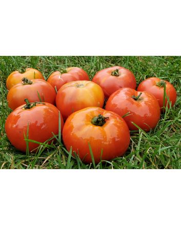 Tomato 'Giant Tomato Tree' Seeds (Naturally Grown)