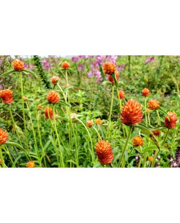 Globe Amaranth ‘Mandarin Orange’ Seeds
