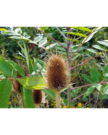 Fuller's Teasel Seeds (Naturally Grown)