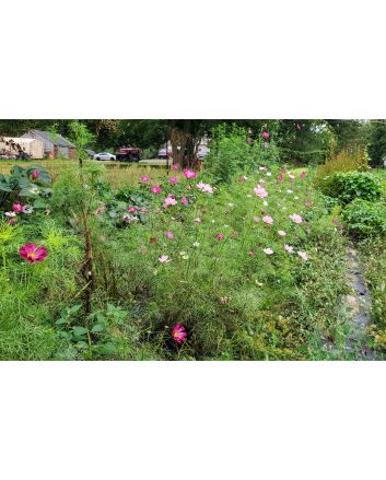 Cosmos 'Seashells' Seeds (Certified Organic)