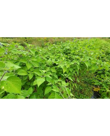 Peruvian Ground Cherry Seeds (Naturally Grown)