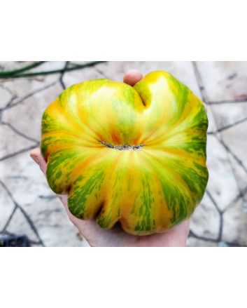 Tomato 'Summer of Love' Seeds (Naturally Grown)