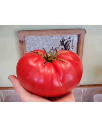 Tomato 'Behemoth King' Seeds (Naturally Grown)