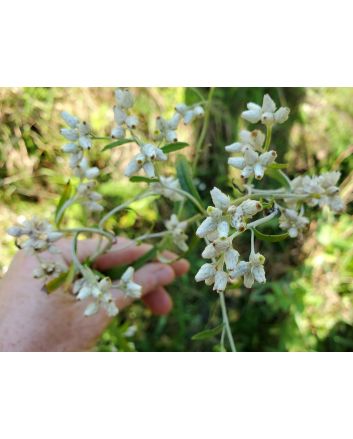 Pearly Everlasting Seeds (Naturally Grown)