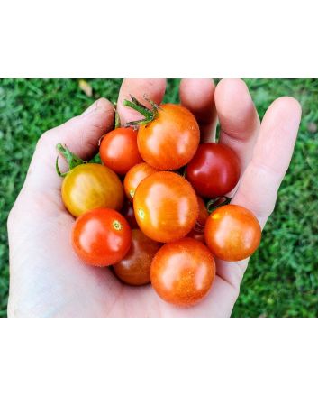 Tomato 'Little Mack Red Cherry' Seeds (Naturally Grown)
