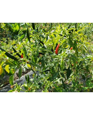 Hot Pepper ‘Red Thai’ Seeds (Naturally Grown)