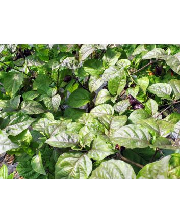 Hot Pepper ‘Naga Death Purple Leaf’ Seeds (Naturally Grown)