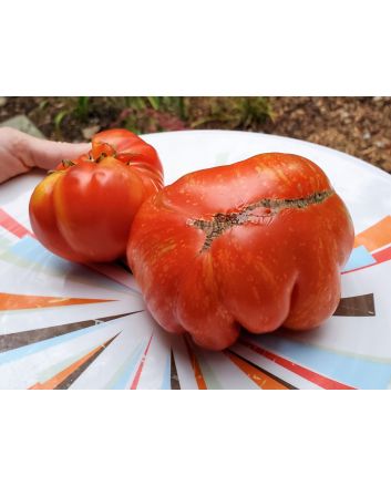 Tomato 'Strawberry Leopard' Seeds (Naturally Grown)