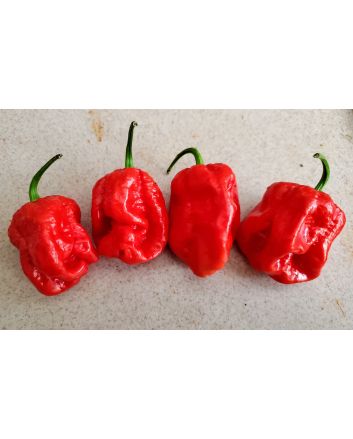 Hot Pepper ‘Bahamian Beast' Seeds (Naturally Grown)