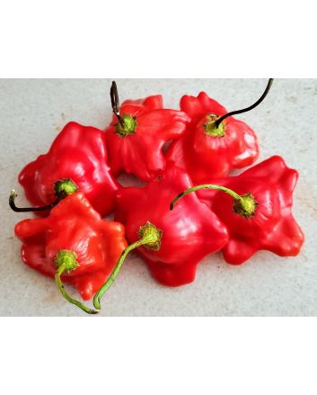 Hot Pepper ‘Balloon’ AKA ‘Bishop’s Crown’