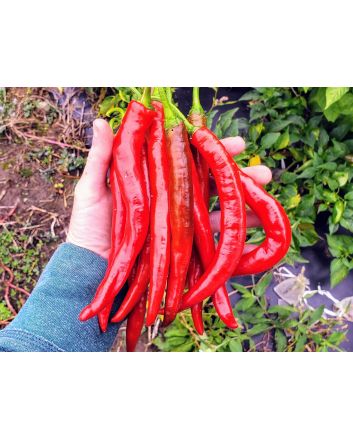 Hot Pepper ‘Goat Horn’ Seeds (Naturally Grown)