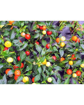 Hot Ornamental Pepper ‘Chinese 5 Color Marble’ Seeds (Naturally Grown)