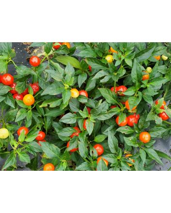 Hot Ornamental Pepper ‘Chinese 5 Color Marble’ Seeds (Naturally Grown)