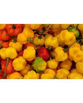 Hot Pepper ‘Yellow Scotch Bonnet’ 