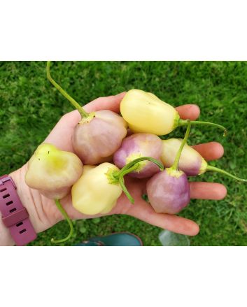 Hot Pepper 'Sugar Rush Cream' Seeds (Naturally Grown)