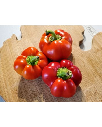 Hot Pepper ‘Hussli Tomato Pepper’ Seeds (Naturally Grown)