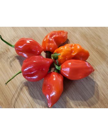 Hot Pepper ‘Red Glove Habanero’