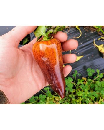 Sweet Pepper ‘Violet Sparkle' Seeds (Naturally Grown)